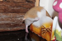 /album/photo-gallery-hamsterheaven/two-little-girls-juli-2012-017-jpg/